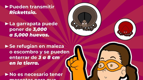 Trabaja Gobierno de Sonora en acciones preventivas contra la rickettsiosis