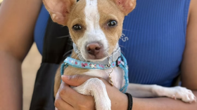 Gobierno de Sonora brinda servicios de esterilización en beneficio de animales de compañía en Cecyte