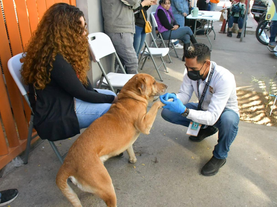 Invita Ayuntamiento de Hermosillo a aprovechar las esterilizaciones gratuitas a animales de compañía