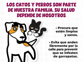 Exhorta Gobierno de Sonora a detectar a tiempo la rickettsiosis para una atención oportuna