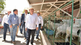Logra Gobernador Durazo regularizar el ritmo de exportación de ganado a Estados Unidos
