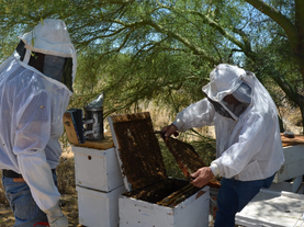 Centro de reproducción apícola busca tener abeja calidad Sonora