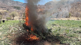 Localiza y destruye Gobierno de Sonora 21 toneladas de marihuana en Álamos