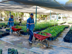 Este viernes donará árboles nativos el Vivero Municipal de Hermosillo