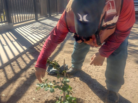 Trabaja Ecología Municipal en forestación y reforestación en diversos sectores de Empalme