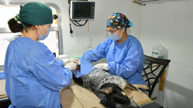 Tendrá IMPBA esterilizaciones gratuitas este viernes en Centro Hábitat Los Olivos