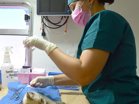 Se capacitan en Argentina veterinarios del Instituto de Protección y Bienestar Animal con innovadora técnica de castración para duplicar cirugías en jornadas gratuitas