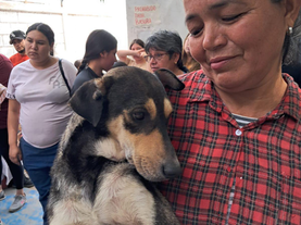 Beneficia Gobierno de Sonora salud animal con jornadas de esterilización en Cajeme