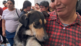 Beneficia Gobierno de Sonora salud animal con jornadas de esterilización en Cajeme