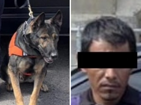 Binomios K-9 de la Policía Estatal detectan narcótico en Hermosillo