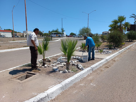 Brinda Ecología mantenimiento a camellón de bulevar ‘Hilario Sánchez Rubio