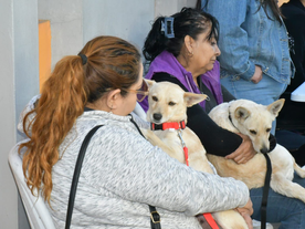 Invita Ayuntamiento de Hermosillo a aprovechar las jornadas de esterilización y desparasitación a perros y gatos