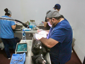 Buena respuesta obtiene jornada de esterilización canina y felina