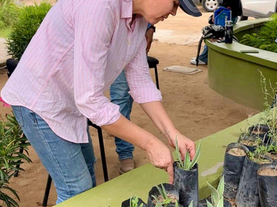 Gobierno de Sonora impulsa reforestación urbana con donación gratuita de plantas