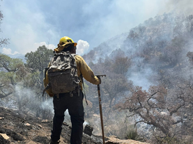 Gobierno de Sonora logra liquidación total del incendio forestal en la Sierra Los Ajos
