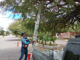Trabaja Ecología Municipal en mejora de imagen urbana en la ciudad