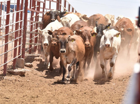 Gobierno de Sonora y Senasica refuerzan acciones contra el gusano barrenador