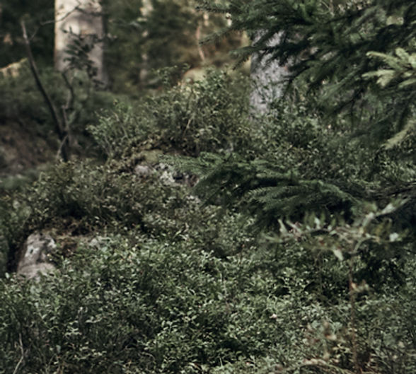 Man Hiking in Wilderness