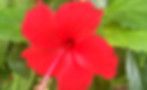 red-Hibiscus_edited.jpg