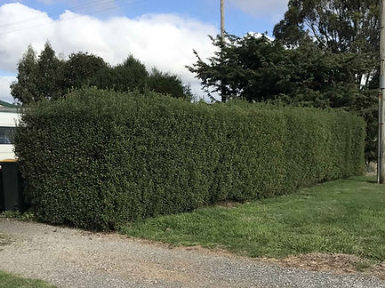 Hedge Trimming Noosaville