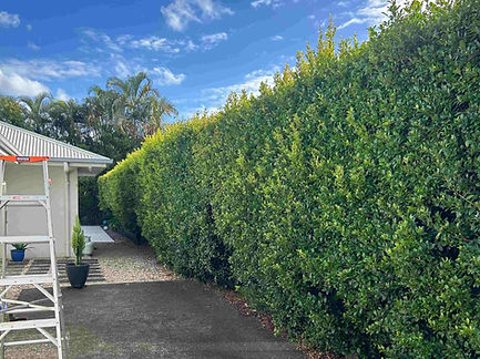 Noosa Hedge Trimming aab.jpeg
