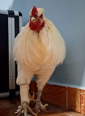 paciente do dia.jpeg