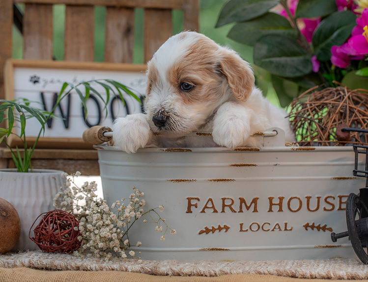 Teddy bear Goldendoodle puppy with premium red curls near Waco, Texas