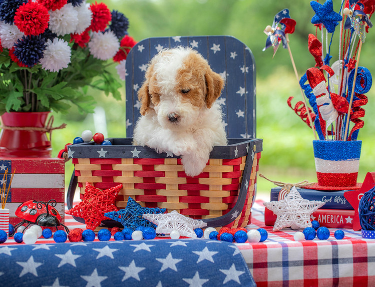 Premium mini Goldendoodle puppy raised on family farm in Central Texas.