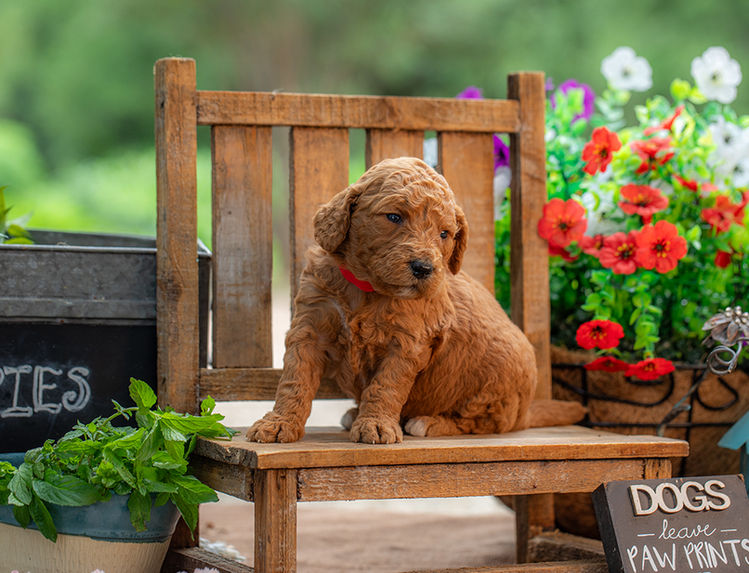 Fluffy F1-B Goldendoodle puppy with teddy bear features