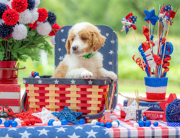 Goldendoodle puppy for sale in Central Texas raised in a family environment.