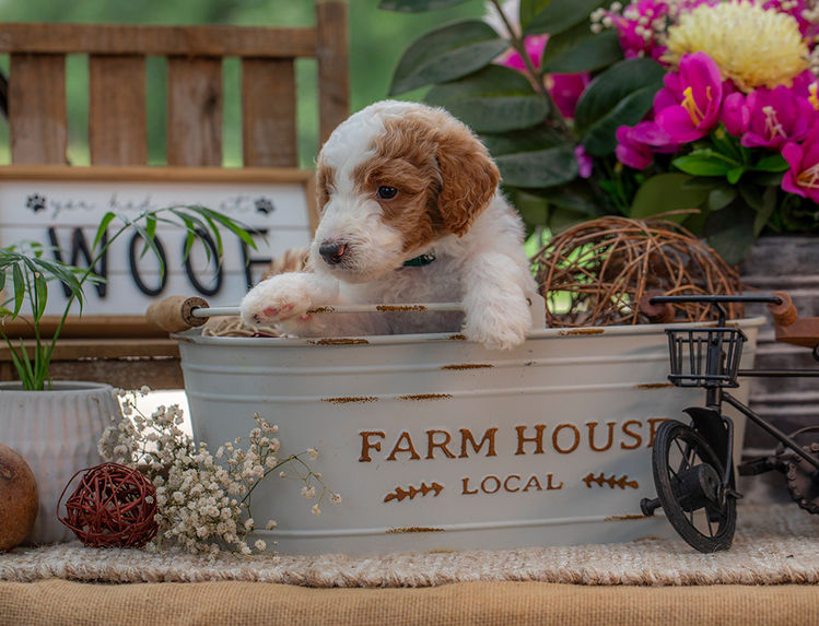 Family companion Goldendoodle puppy with curly hypoallergenic fur near Beaumont, Texas