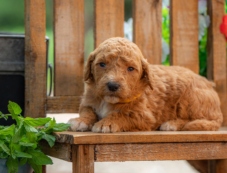 Medium-sized Goldendoodle puppy playing outdoors in Texas