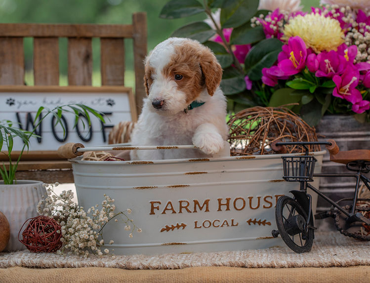Premium red and white Goldendoodle puppy serving families in Irving, Texas