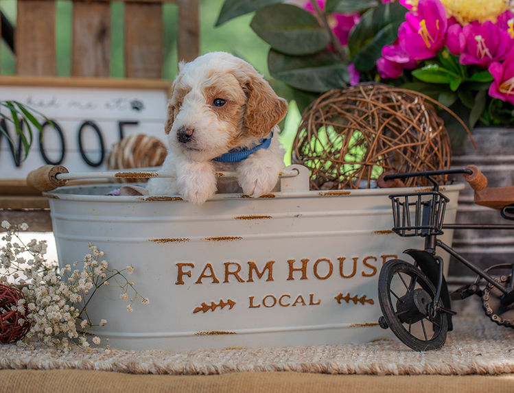 Teddy bear Goldendoodle puppy with rich red curls available near Austin TX