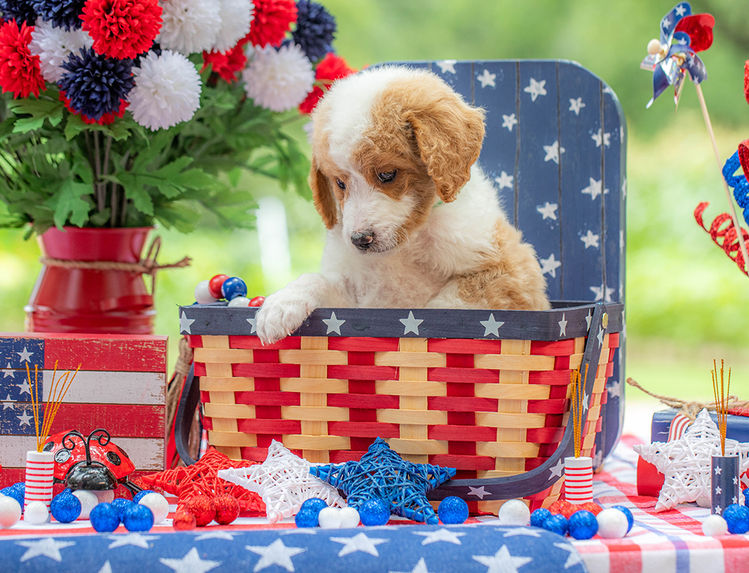 Curly-coated Goldendoodle puppy with teddy bear appearance raised in Central Texas.