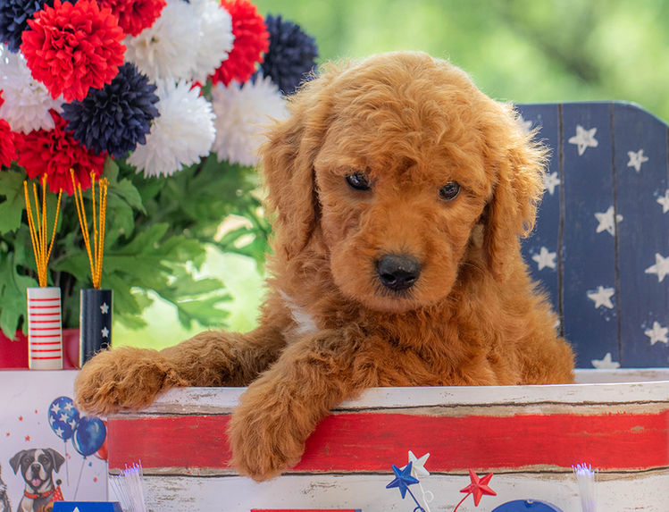 Curly-coated F1B Goldendoodle puppy for sale near Austin Texas with teddy bear features.