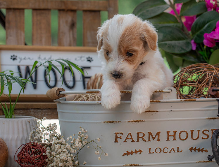 Premium Goldendoodle puppies for sale near Dallas Texas with curly non-shedding coats
