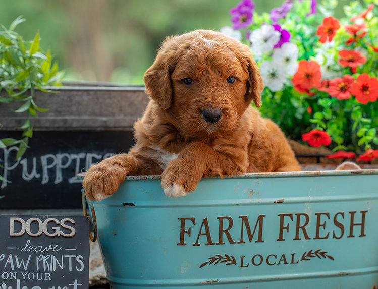 Standard-sized Goldendoodle puppy playing outdoors in Texas