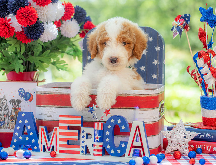 Curly-coated Goldendoodle puppy available near Dallas Texas.