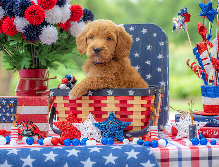 Mini F1B Goldendoodle puppy with soft curly non-shedding coat.