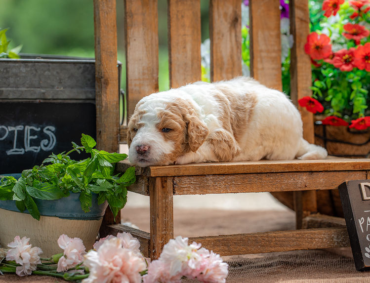 Red and white medium Goldendoodle puppy with fluffy fur