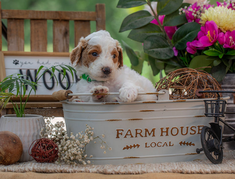 Friendly Goldendoodle puppy with curly hypoallergenic fur serving San Antonio, TX