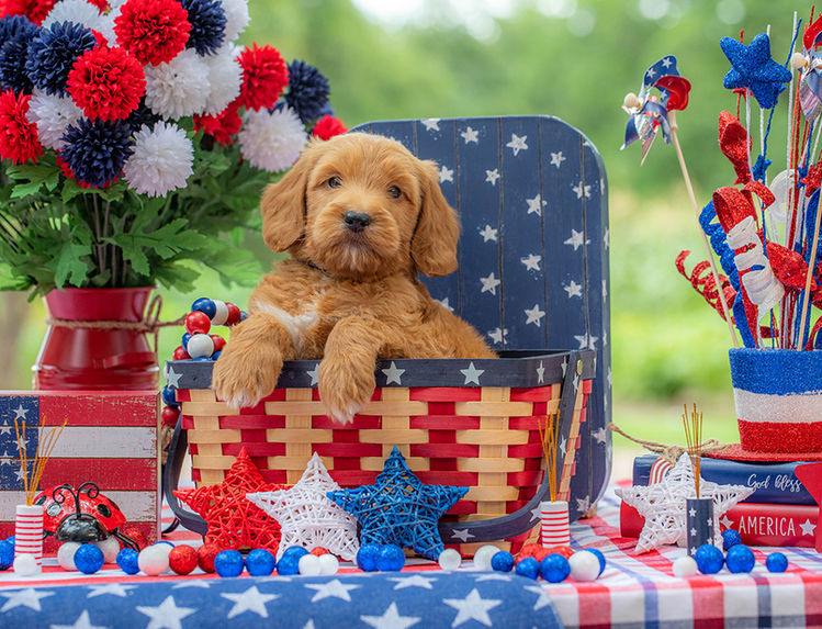 Family-raised mini Goldendoodle puppy with teddy bear face.