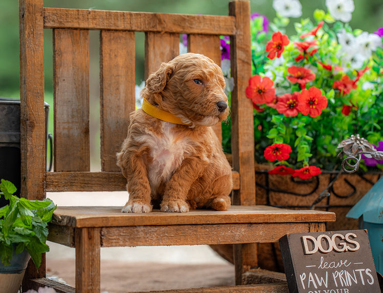 Curly medium-sized Goldendoodle puppy with teddy bear face