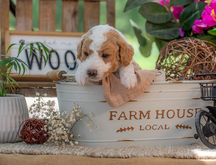Beautiful premium Goldendoodle puppy with soft curls and white markings