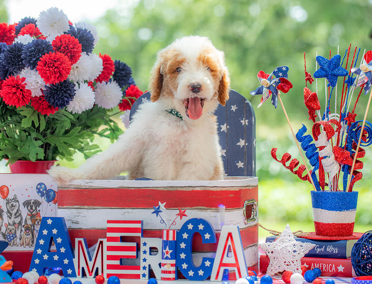 Large Standard Goldendoodle puppy with curly non-shedding coat.