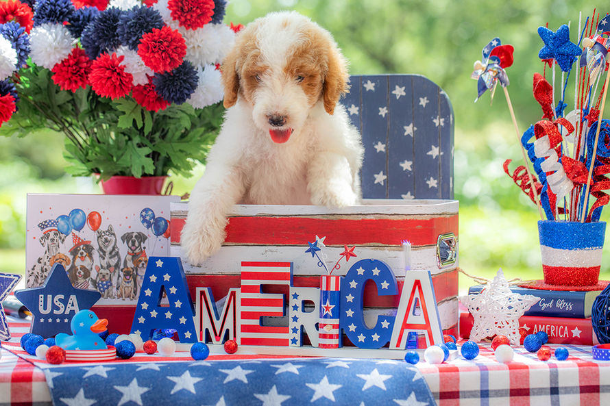 Family-raised F1B Goldendoodle puppy near Waco Texas with beautiful red curls and friendly personality.