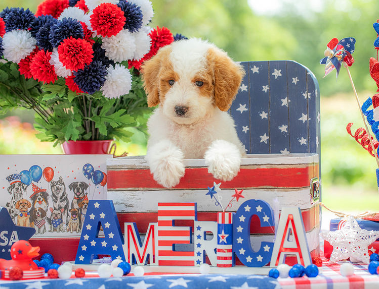 Premium Goldendoodle puppy for sale near Dallas Texas with friendly temperament.