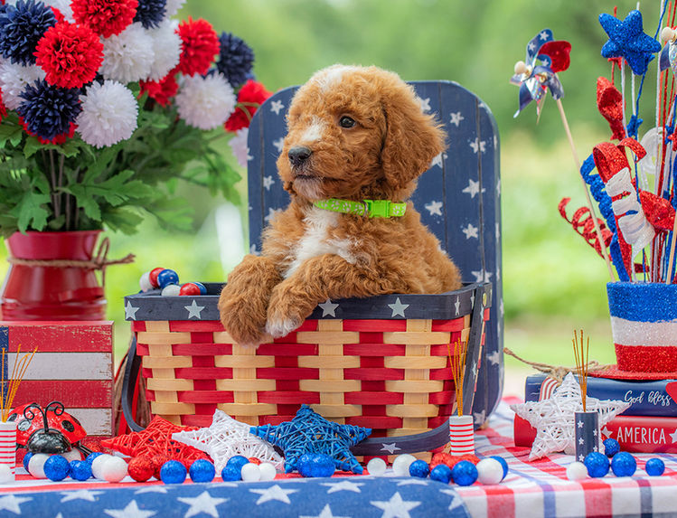 Curly-coated mini F1B Goldendoodle puppy available in Texas.