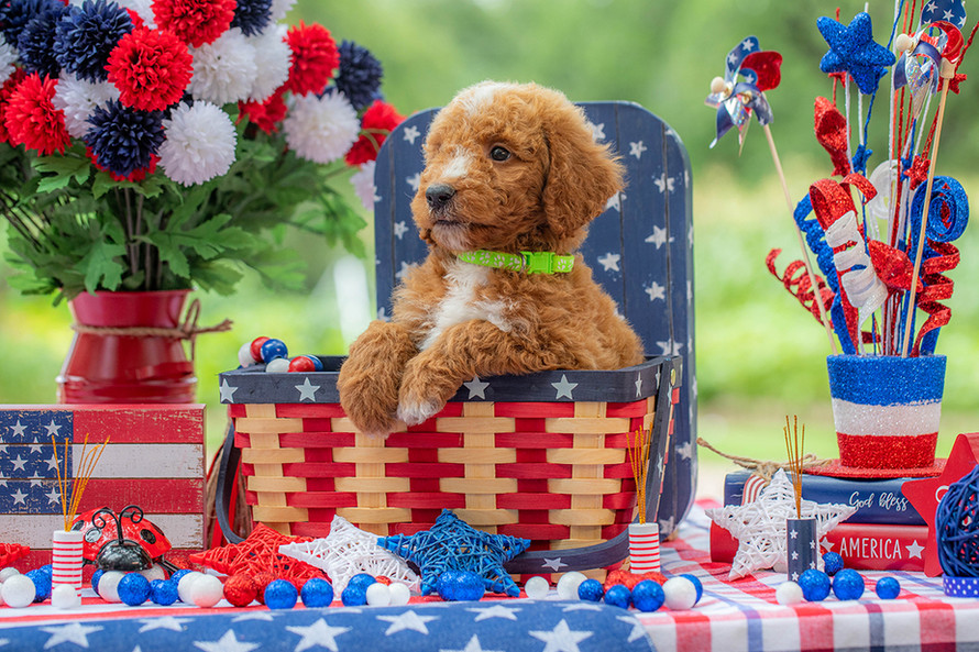 Curly-coated F1B Goldendoodle puppy for sale near Austin Texas with teddy bear features.